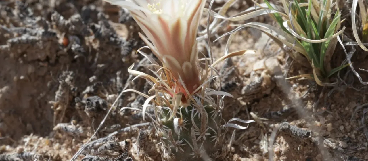 Sclerocactus papyracanthus