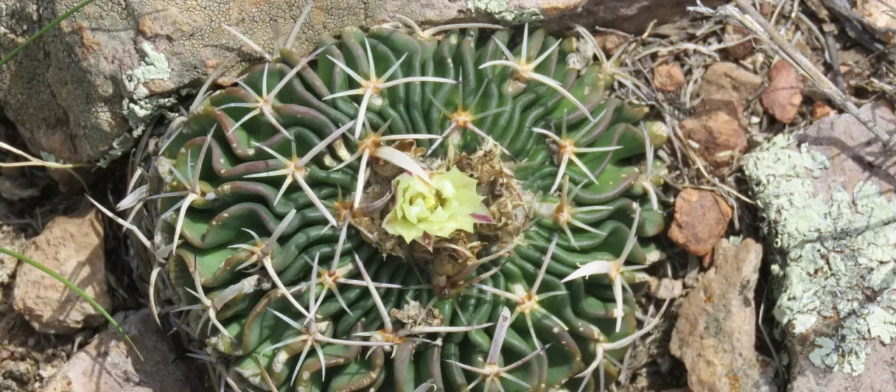 Echinofossulocactus phyllacanthus