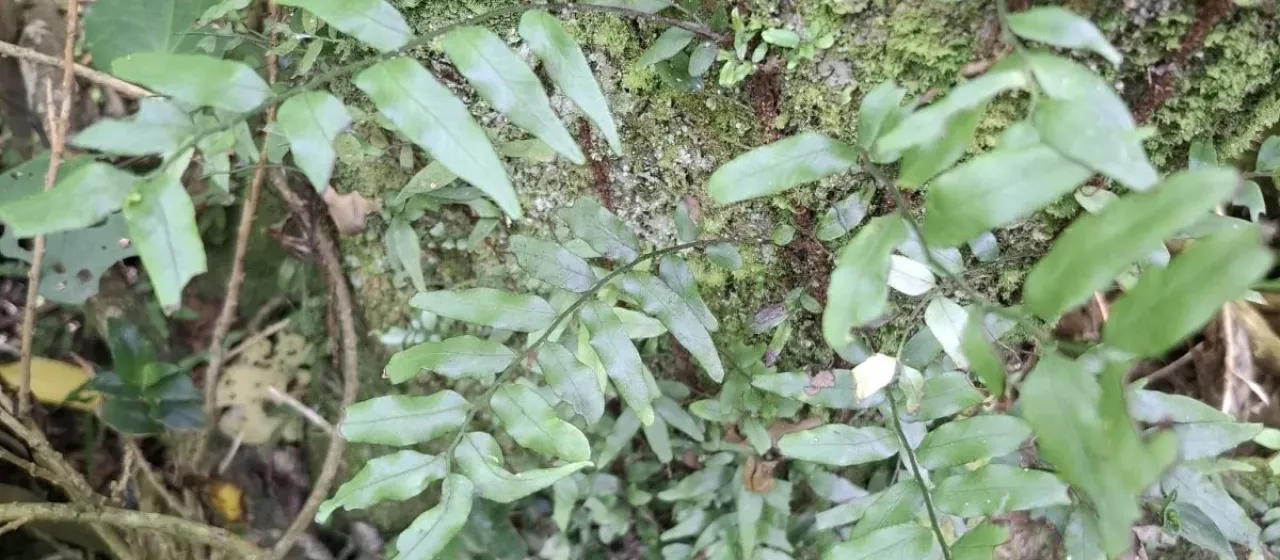 Arthropteris tenella