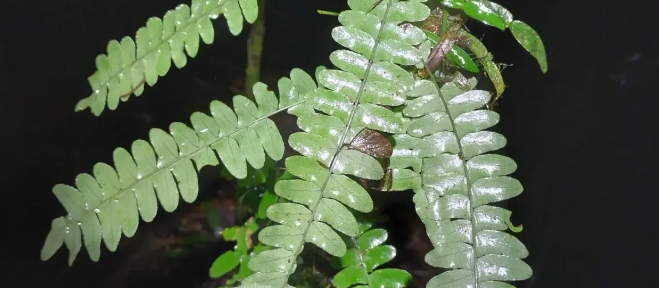 Arthropteris palisotii