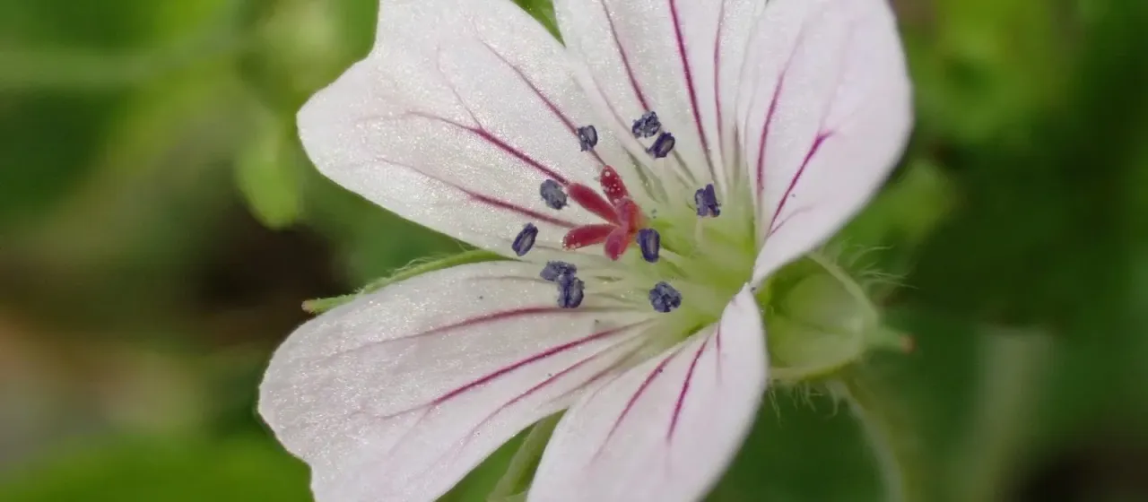 Nepalese geranium