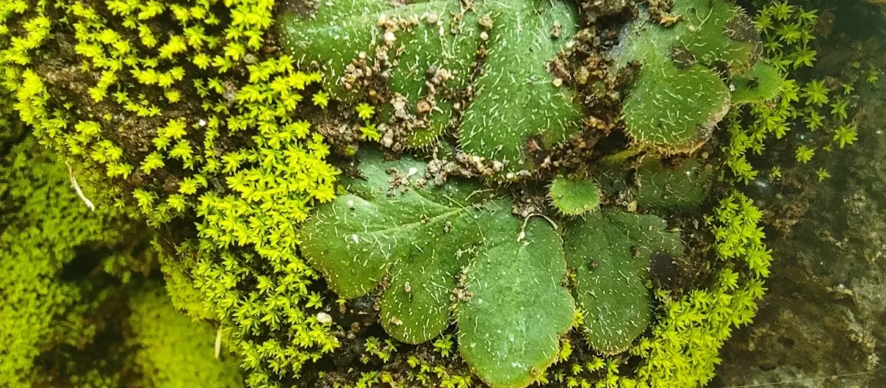 Doryopteris pilosa
