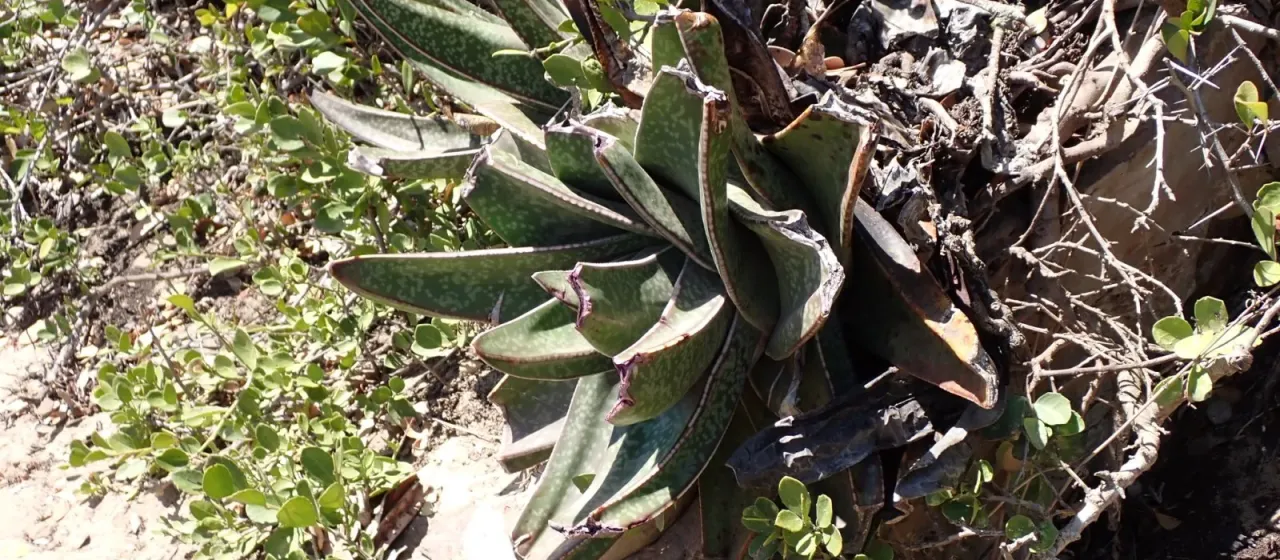 Gasteria acinacifolia