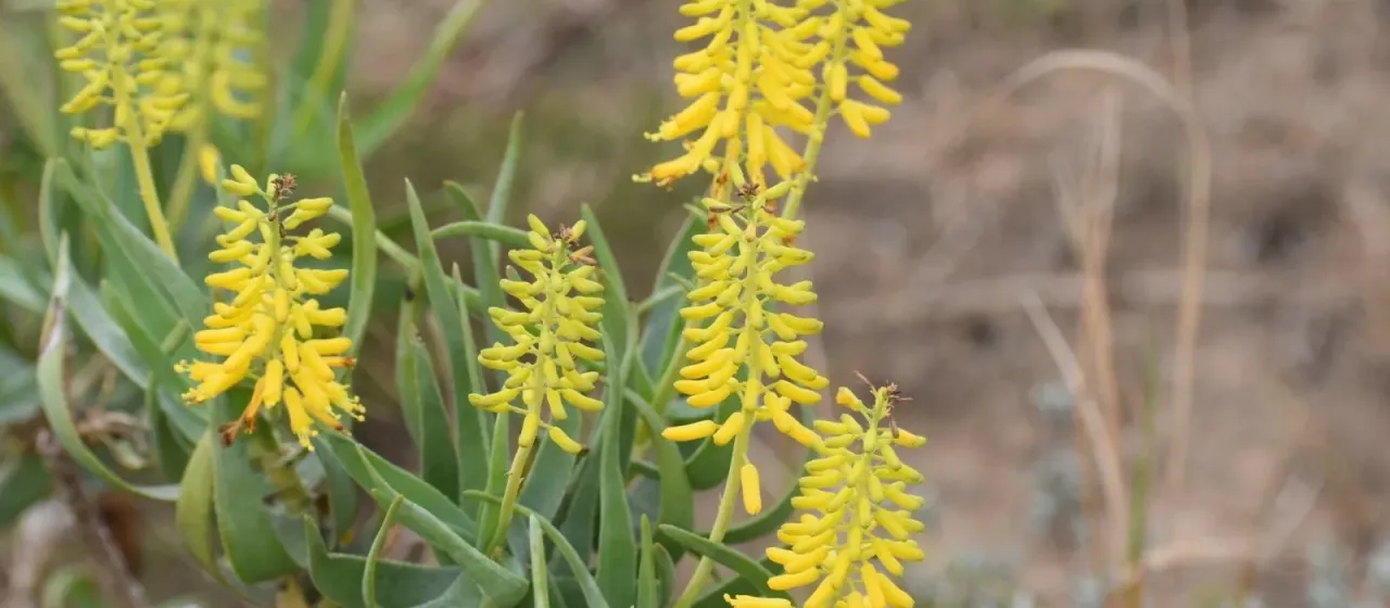 Aloe tenuior