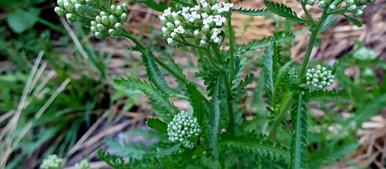 Achillea inundata