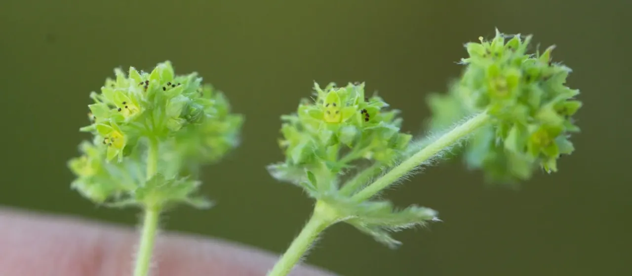 Alchemilla conglobata