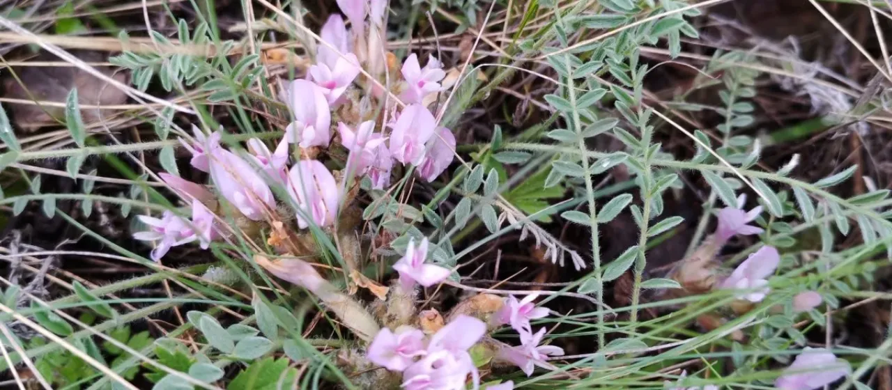 Astragalus testiculatus