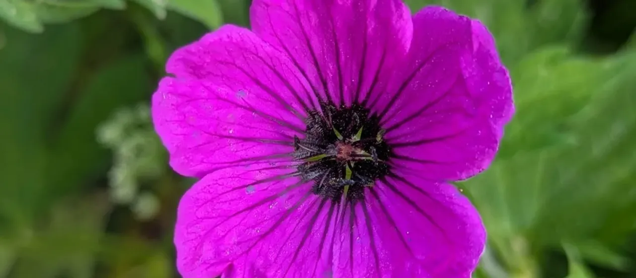 Geranium psilostemon