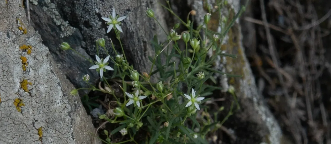 Moehringia grisebachii