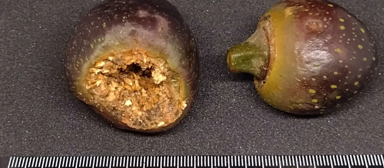 Watkins' fig