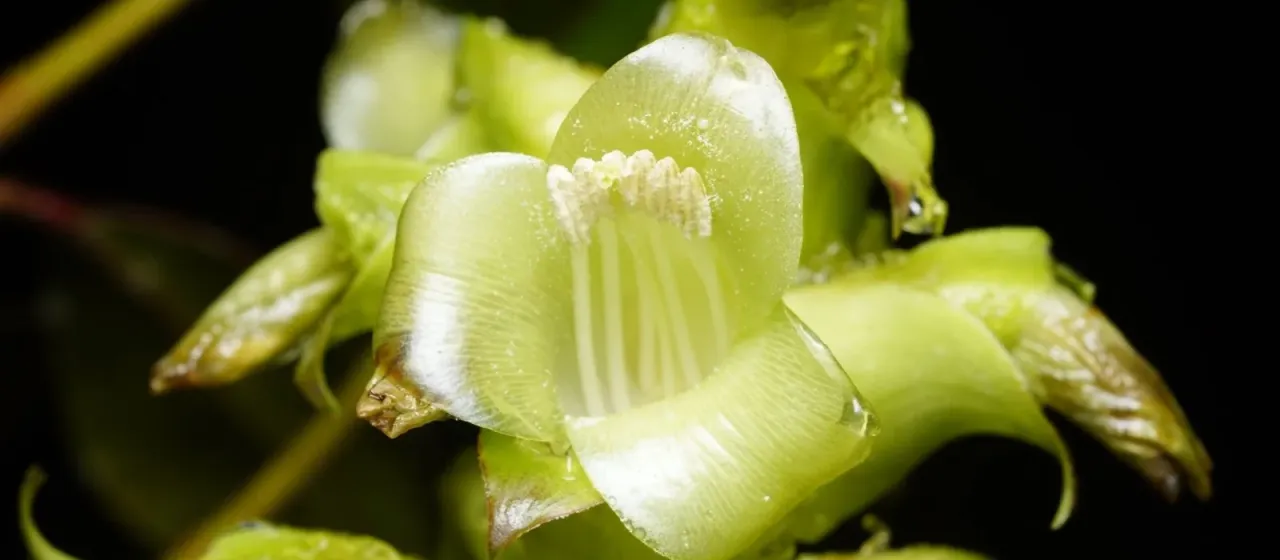 Werauhia hygrometrica