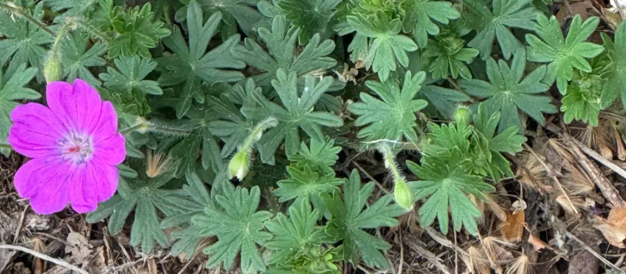 Bloody cranesbill