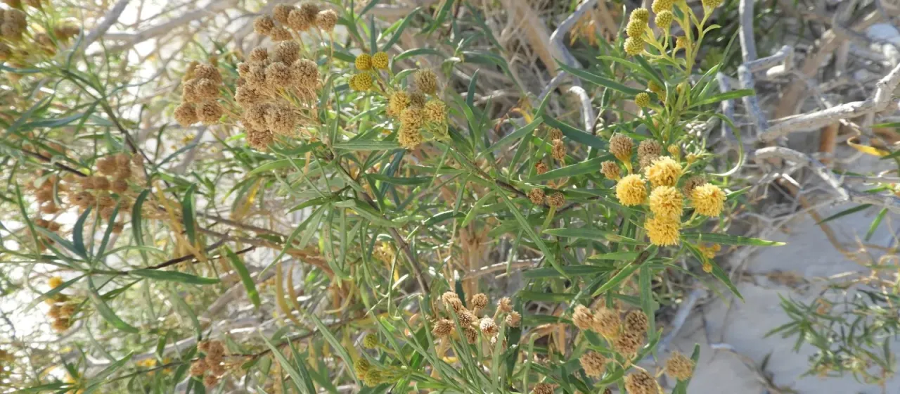 Varilla mexicana