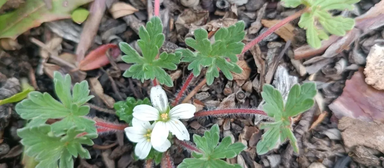 Geranium sessiliflorum
