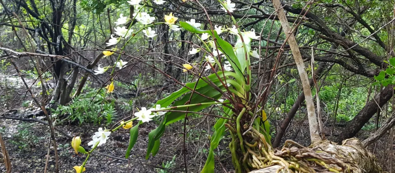 Sobennikoffia poissoniana