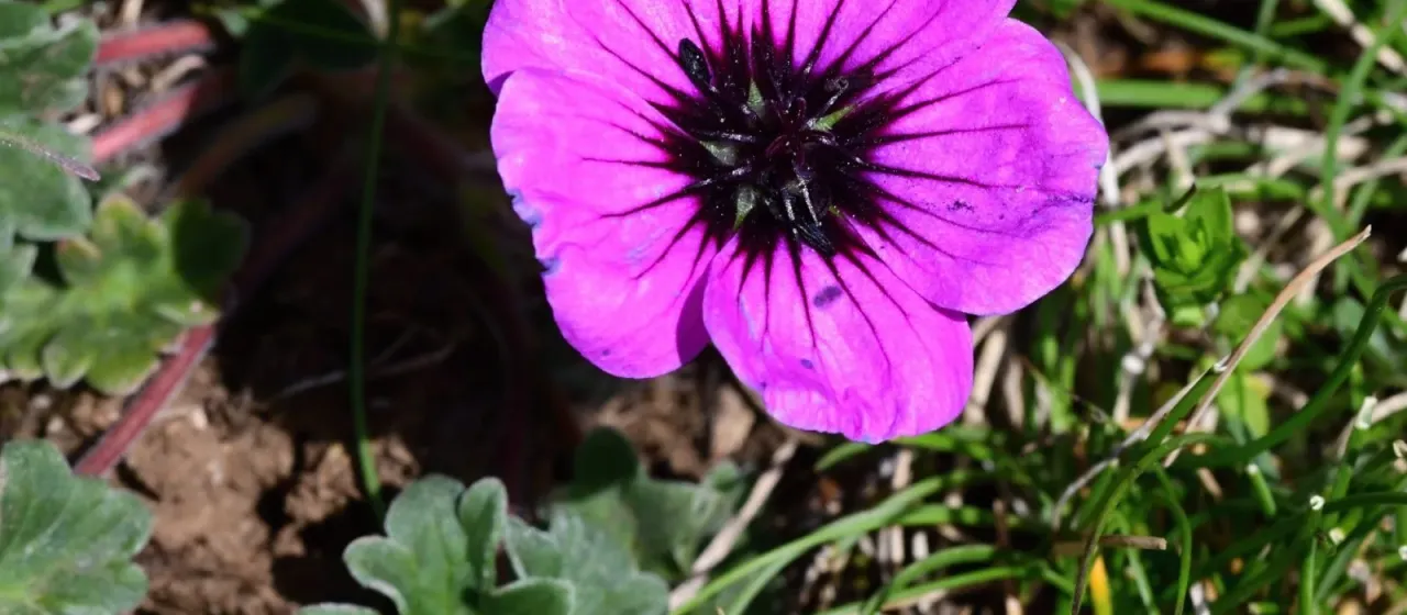 Balkan cranesbill
