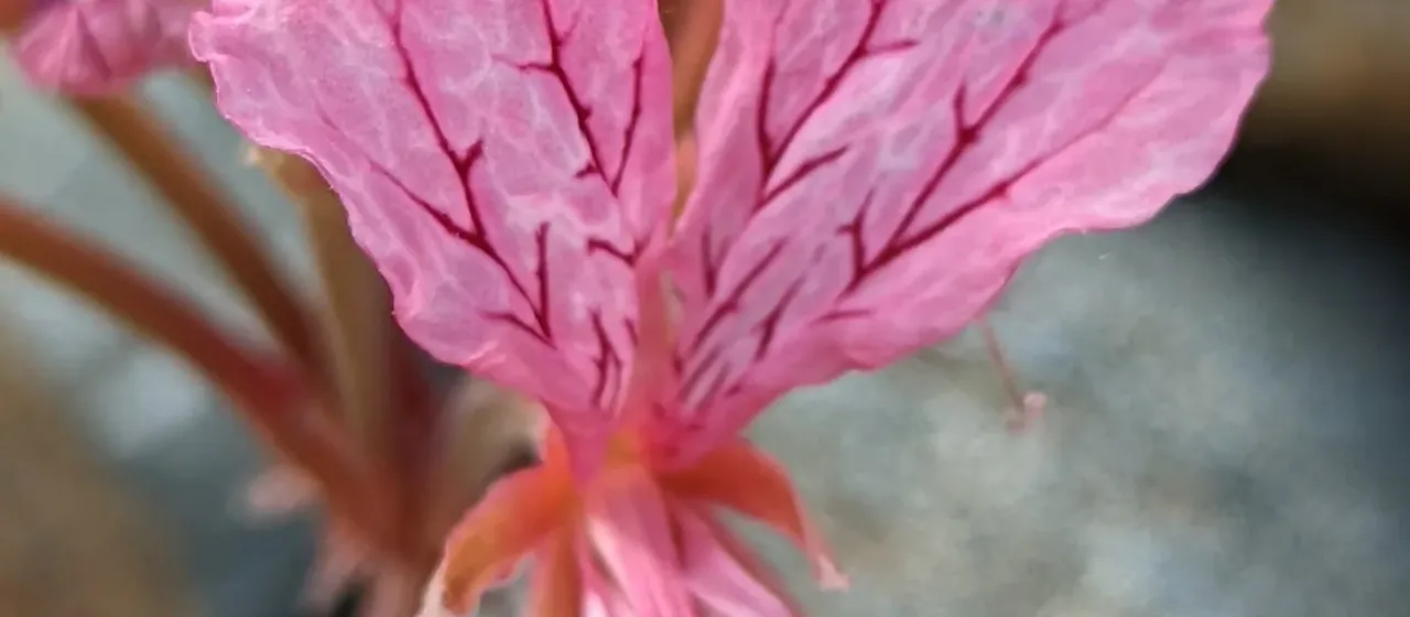 Endlicher's Pelargonium