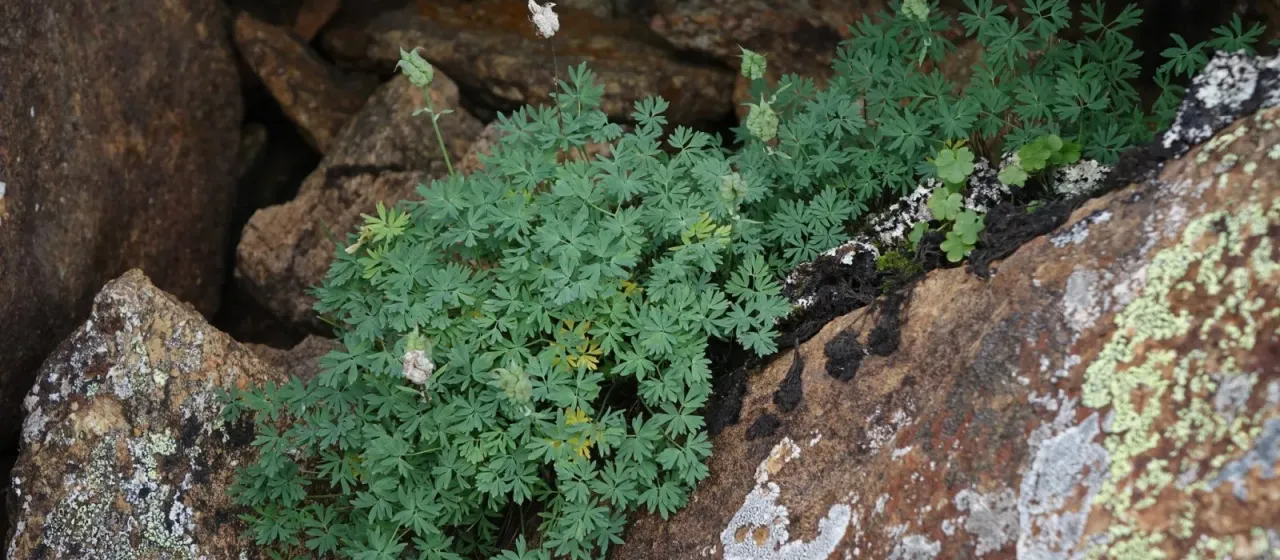 Paraquilegia microphylla