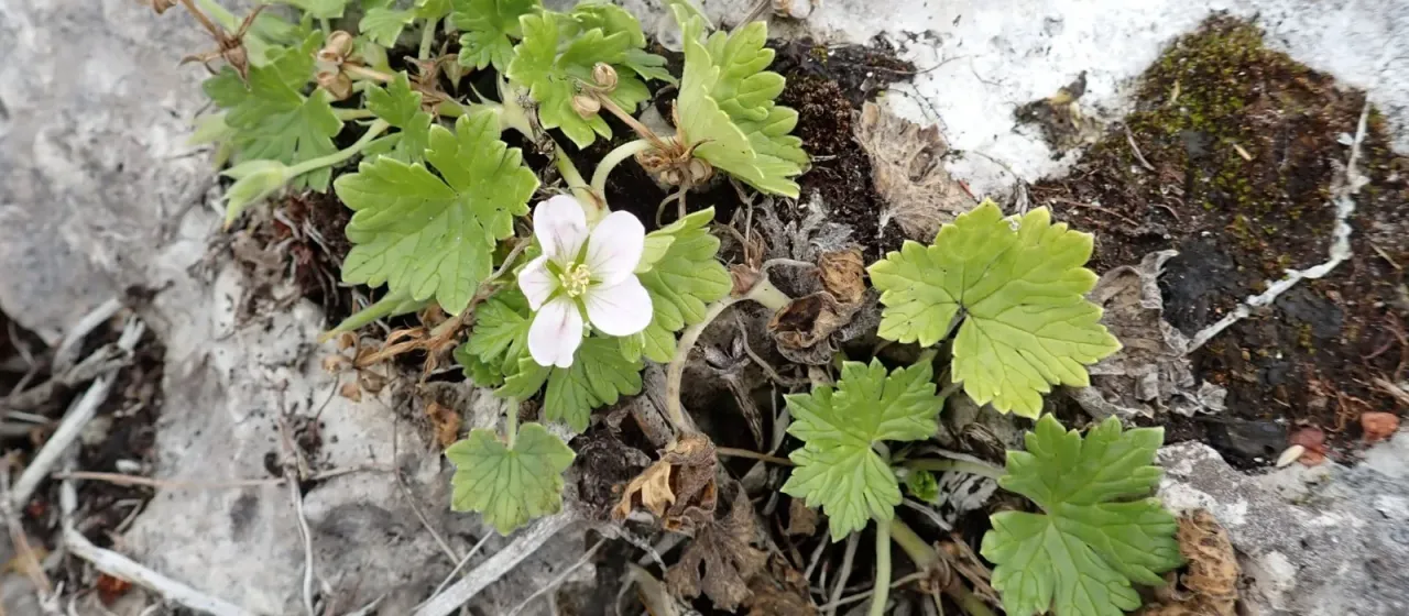 Geranium traversii x Geranium oxonianum