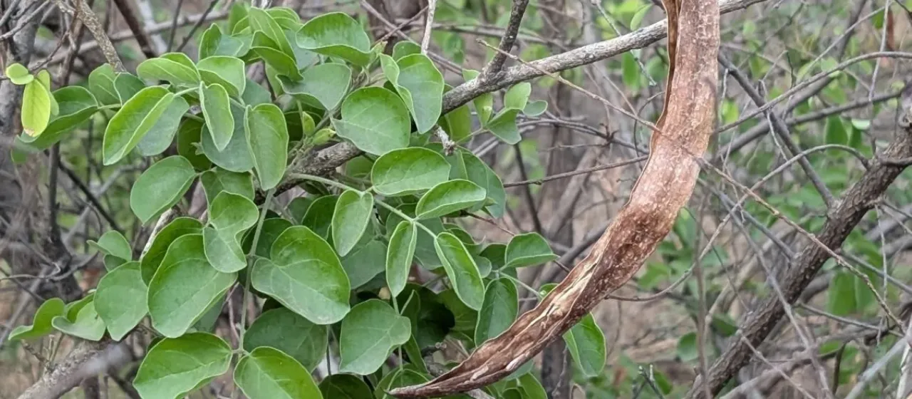 Dolichandrone atrovirens