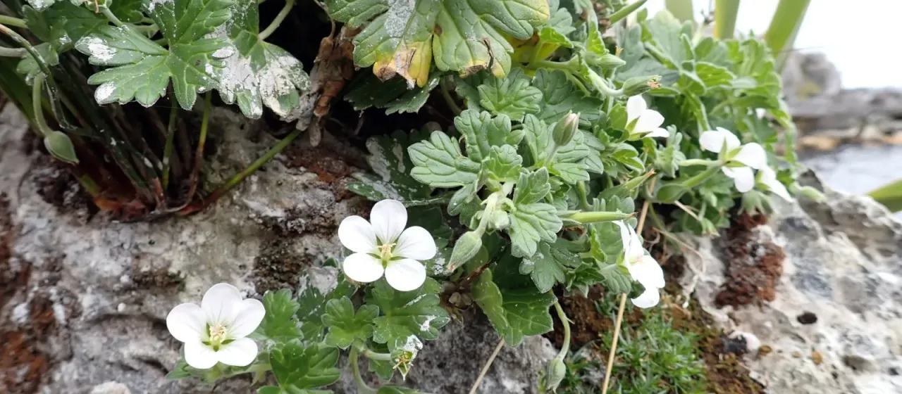 Travers's geranium