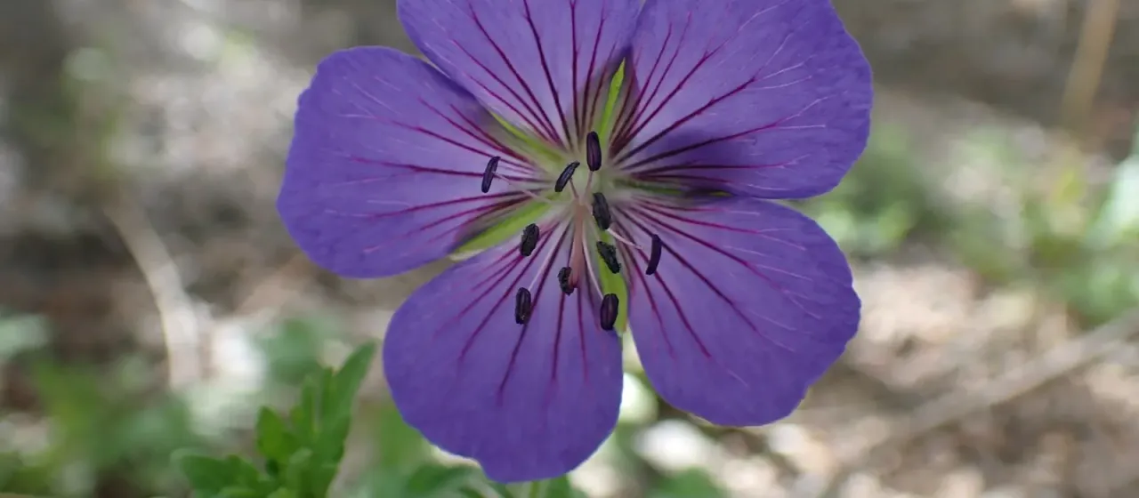 Wallich's geranium