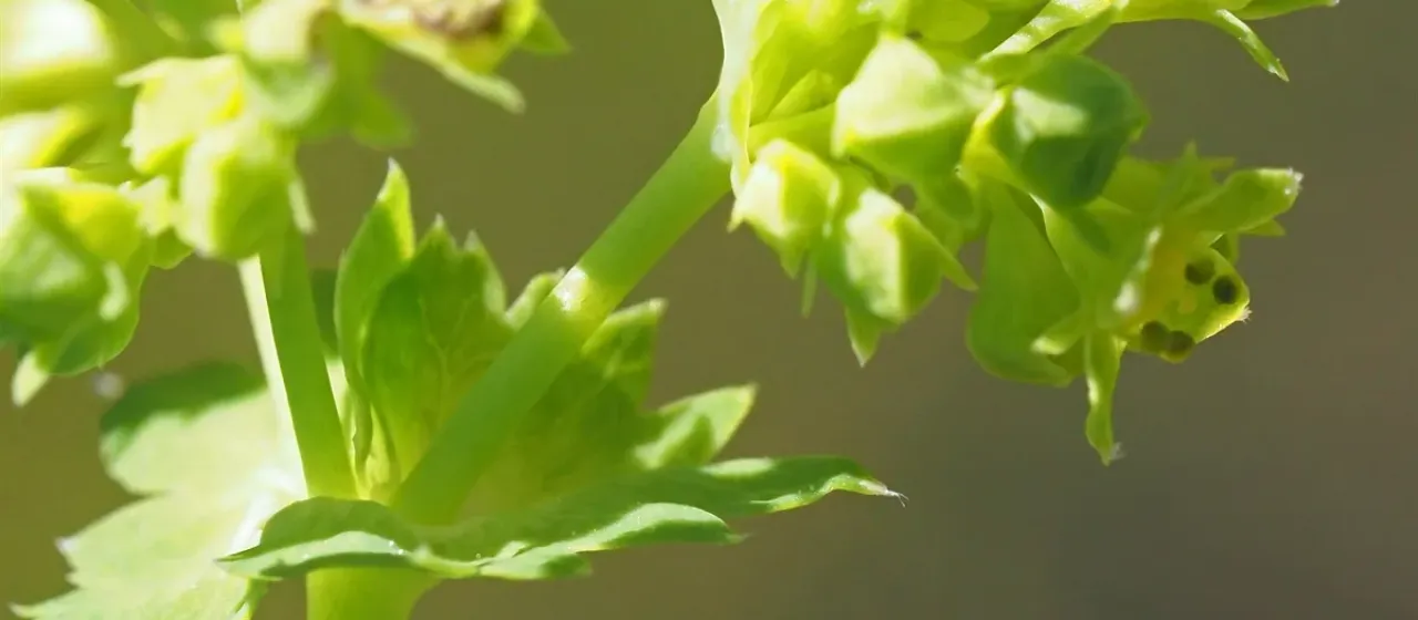 Murbeck's lady's mantle