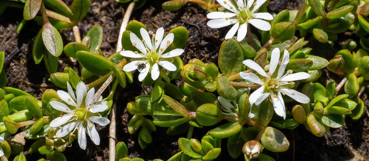 Creeping starwort