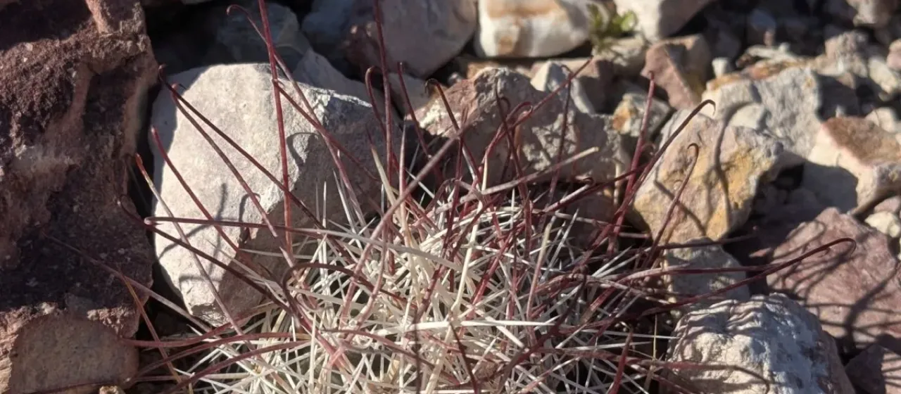 Sclerocactus polyancistrus