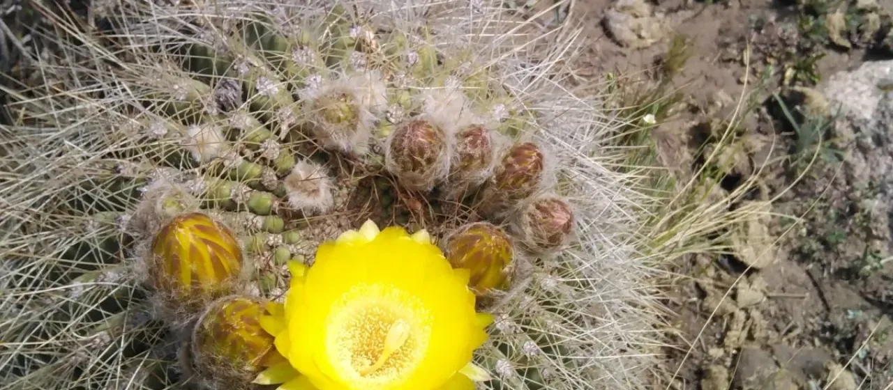 Soehrensia formosa