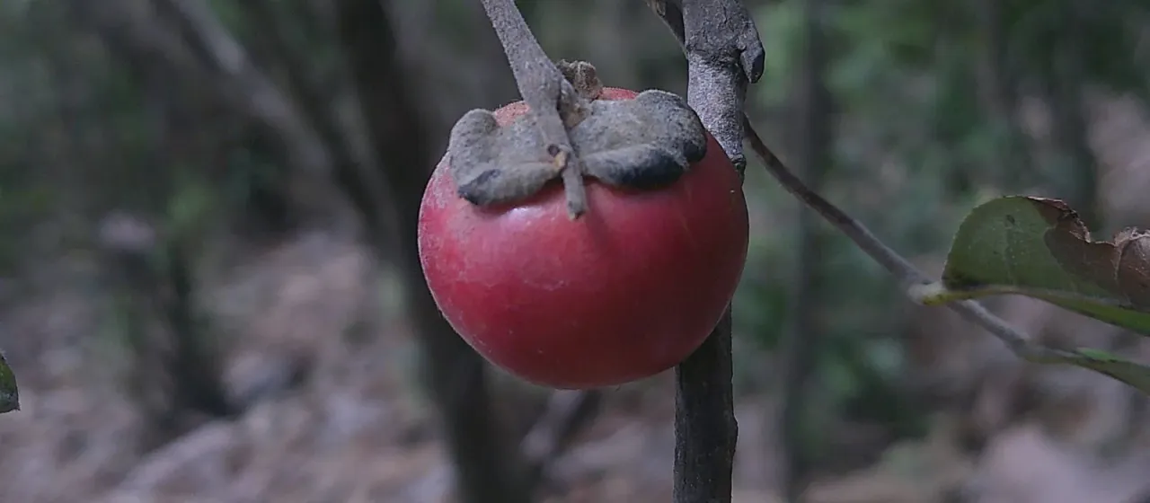 Diospyros inconstans