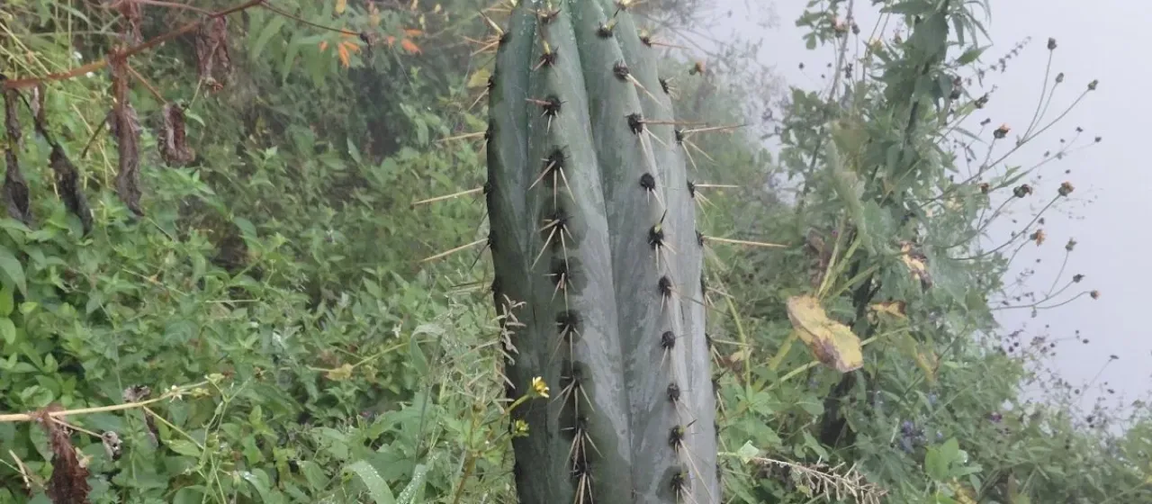 Trichocereus macrogonus