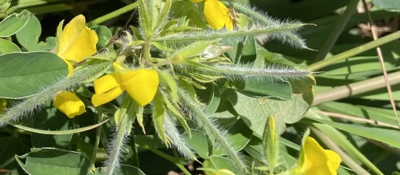 Argyrolobium biebersteinii
