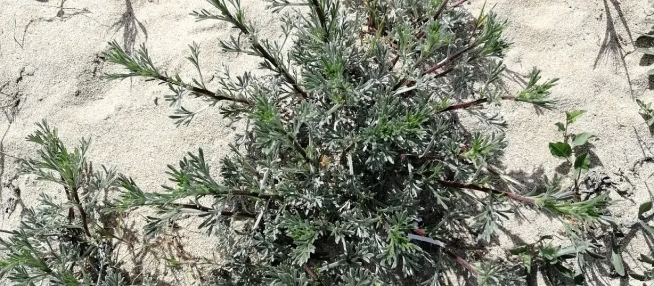 Sand wormwood