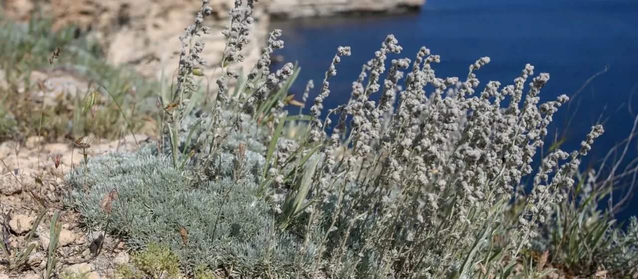 Alpine wormwood