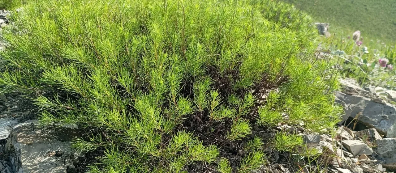 Полынь солянковая