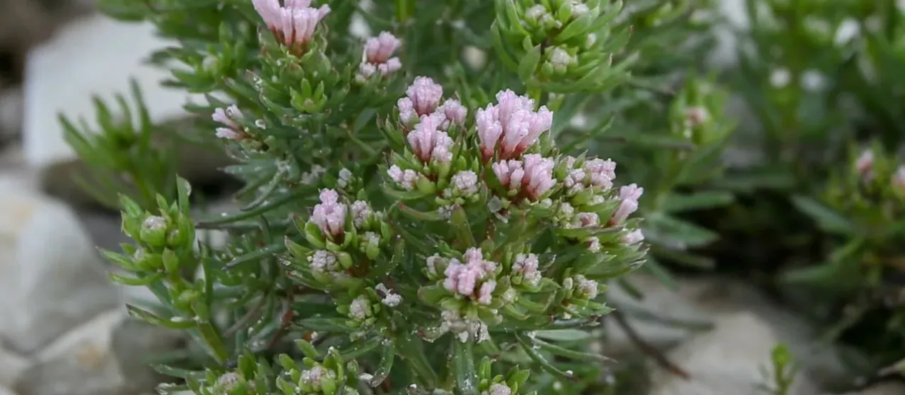 Asperula taurica
