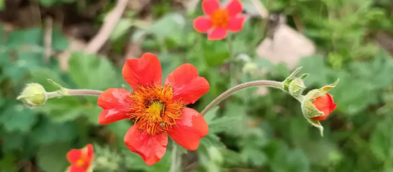 Geum coccineum