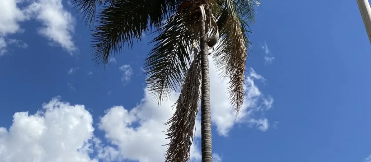Syagrus oleracea