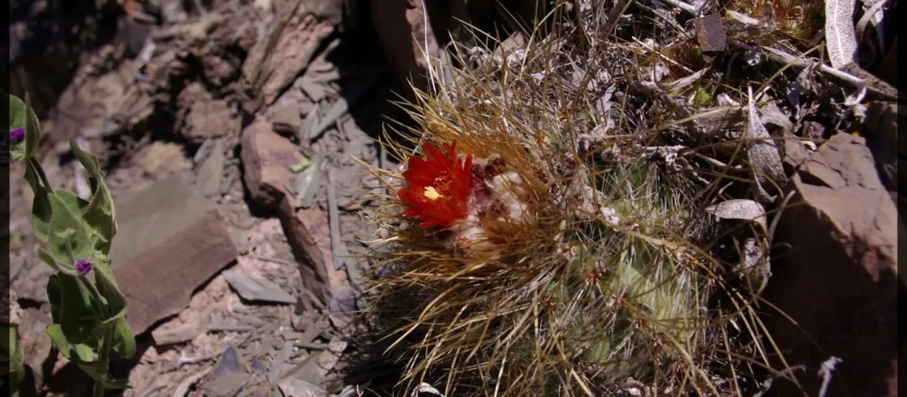 Parodia aureicentra