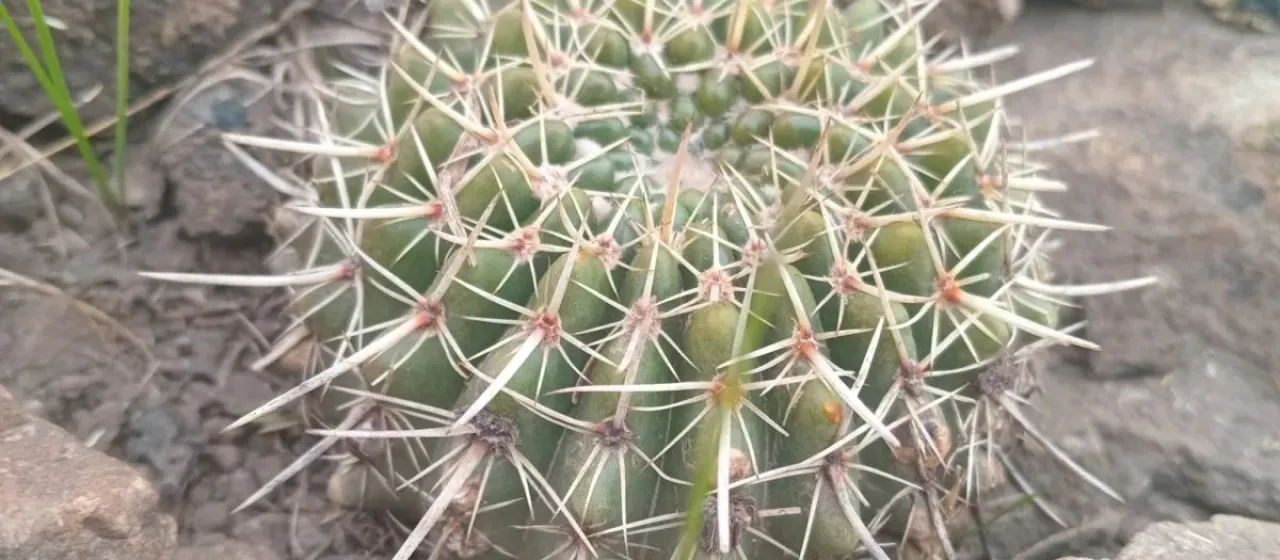 Notocactus submammulosus