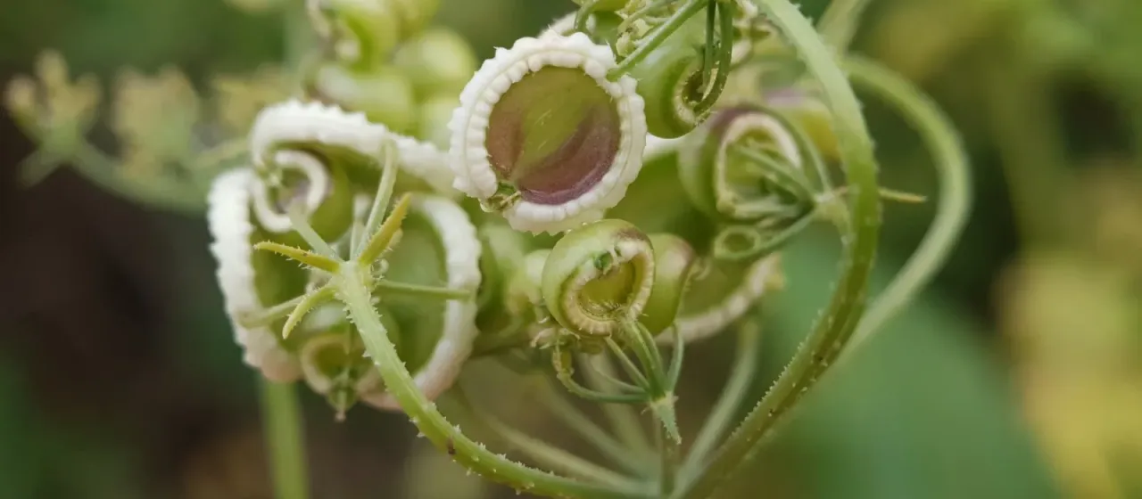 Tordylium cordatum