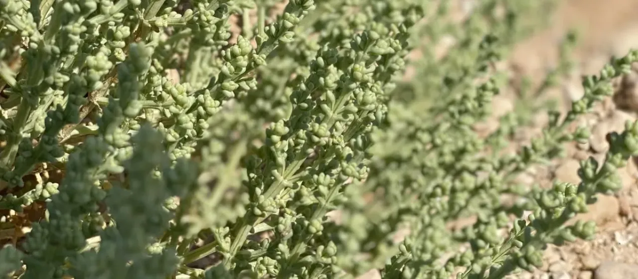 Anabasis setifera