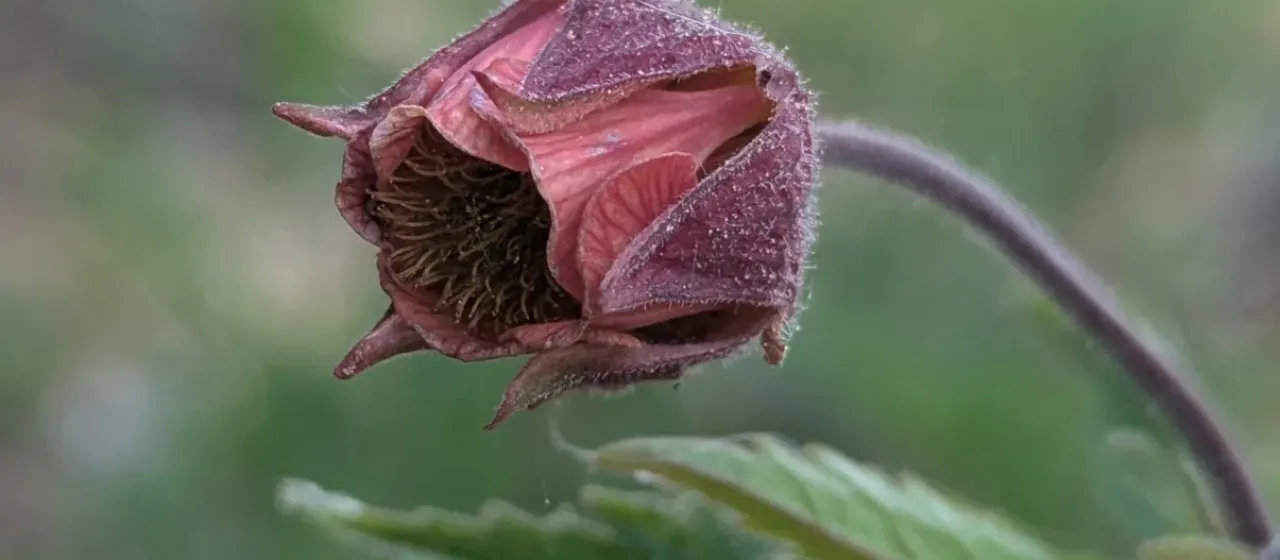 Water avens