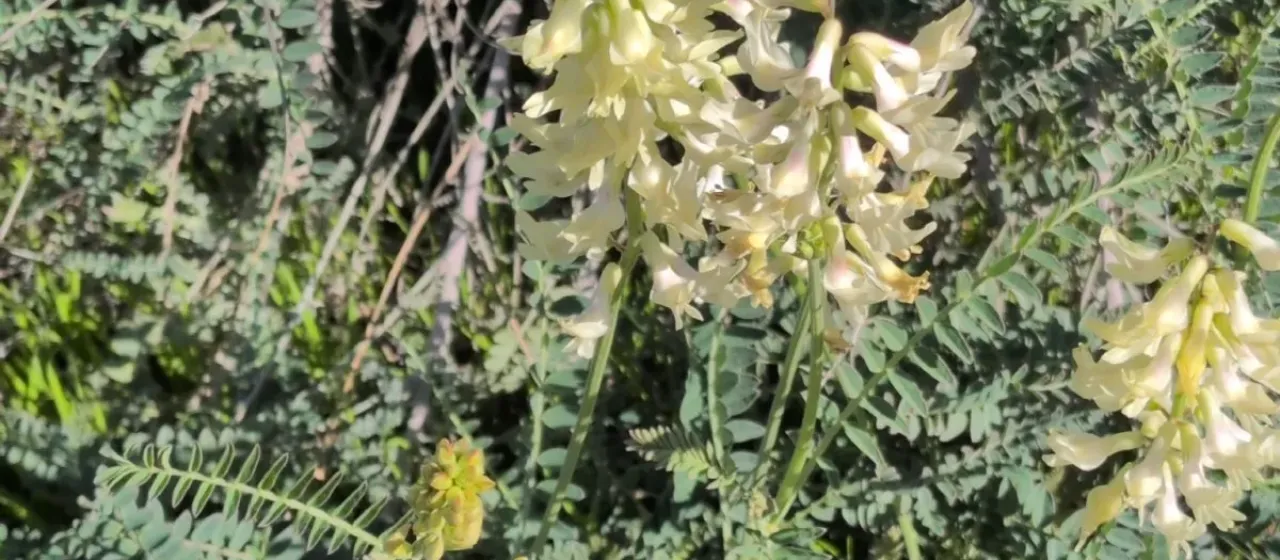 Astracantha