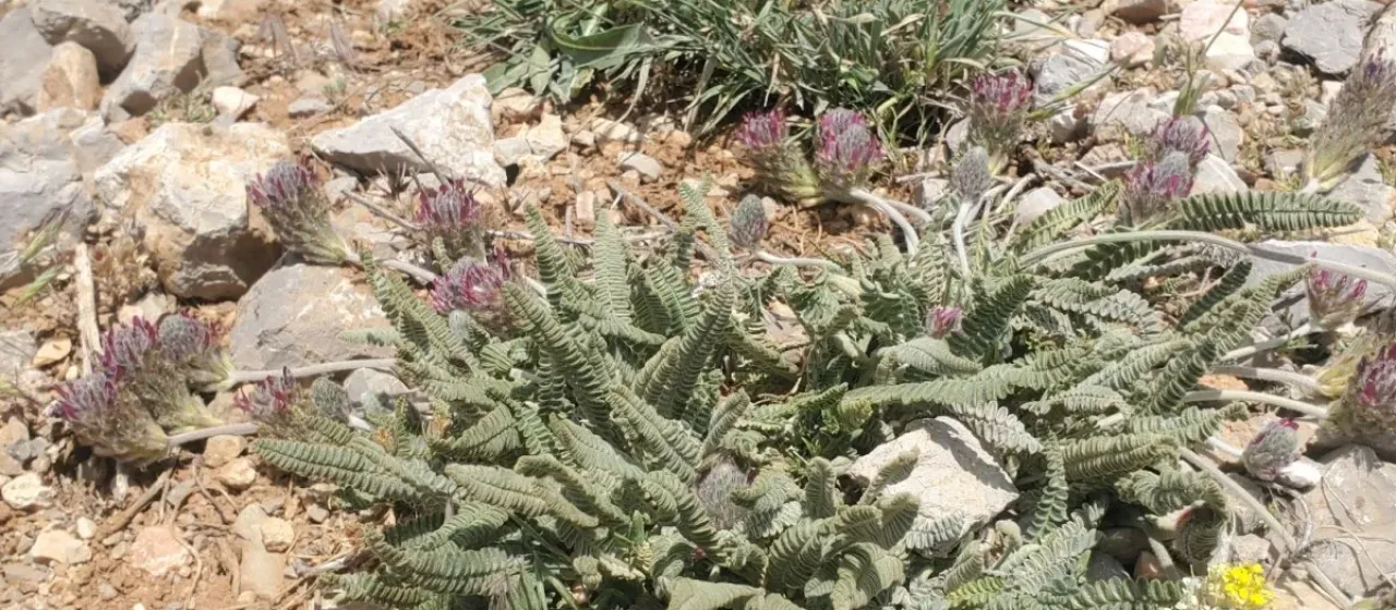 Astragalus emarginatus