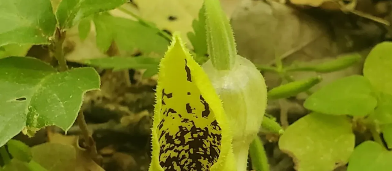 Aristolochia paecilantha