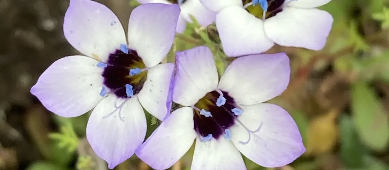 Bird's eye gilia