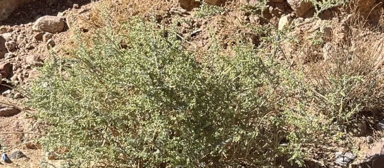 Judean wormwood