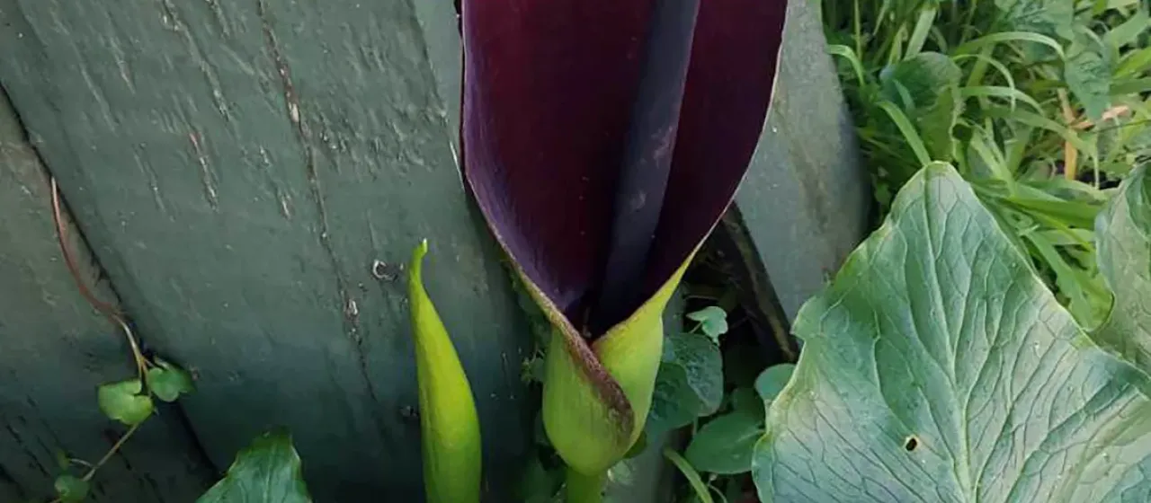 Solomon's lily